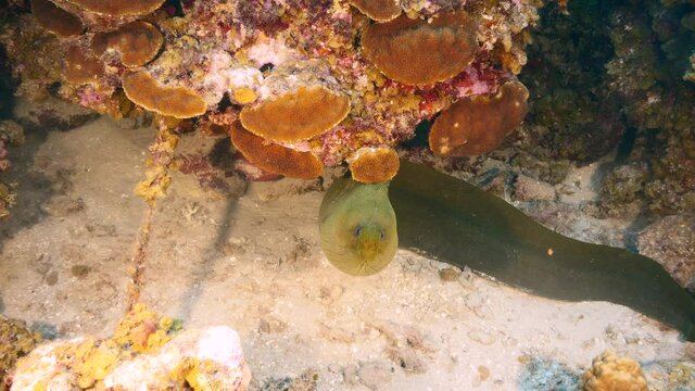 Seascape with Green Moray Eel in the coral reef of Caribbean Sea, Curacao