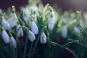 white wild snowdrops in spring forest, beautiful wildflowers in March