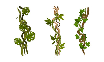 Liana as Long-stemmed Woody Vine Climbing and Tangled Around Tree Vector Set © Happypictures