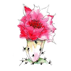 Cactus flower. Watercolor hand painted illustration