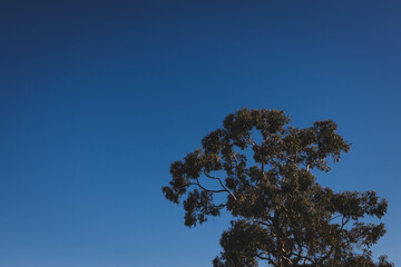 native Australian eucalyptus gum tree outdoor on a sunny day