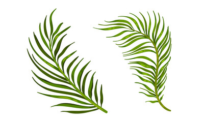 Fototapeta na wymiar Tropical Leaf on Stem as Exotic Flora Vector Set