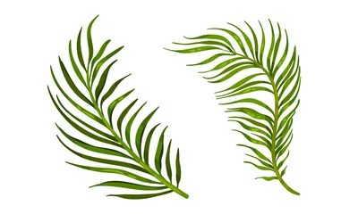 Foto op Plexiglas Monstera Tropisch blad op stengel als exotische flora vectorset