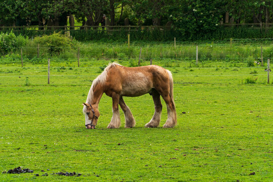 Lone horse grazing grass in a field