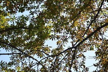 branches against blue sky