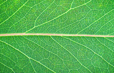 Nature abstract green leaf background 
