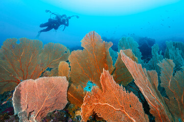 Diver explorer undersea world more seafan . Pacific Ocean, Pulau Weh Indonesia , scuba diver in to the blue coral reef with Giant Fan Coral