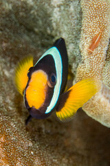 Close-up of clown anemone tropical saltwater fish swimming in sea symbiotic relationship with anemone under sea