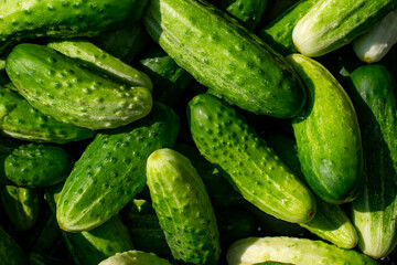 Fresh Cucumbers