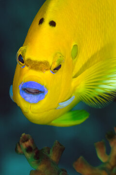 Close-up of Flagfin Angelfish or Blue Lipstick Angle fish tropical saltwater fish swimming in under sea show face with blue lips on mount