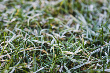 frosted lawn, close-up of winter morning frost on green grass shallow depth of field