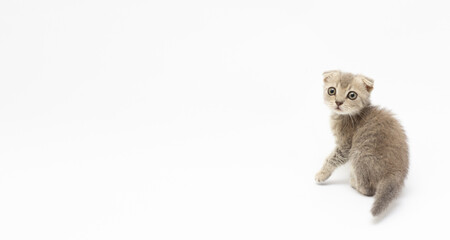 Sad kitten cute baby gray British beautiful kitten banner copy space
