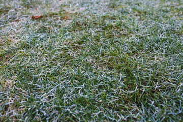 frosted lawn, close-up of winter morning frost on green grass shallow depth of field