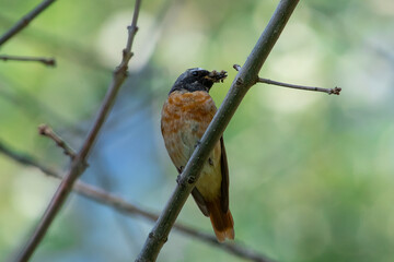 Phoenicurus phoenicurus sit on branch.
Common redstart in summer, natural green scene