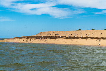 Sea birds on a sand bank