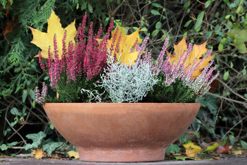 Heather and Leucophyta growing in a flower pot. Yellow and orange autumn leaves in the background. Plants that grow and bloom in late fall and winter. Decorative plants for the garden and balcony. - obrazy, fototapety, plakaty