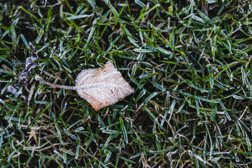 frosted leaf and close-up of winter morning frost on green grass shallow depth of field