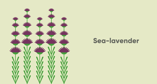 Sea Lavender. Flower. Simple vector illustration. Funny plant. Background image for banner, greeting card, invitation, decoration.