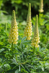 Yellow lupin flowers in the spring sunshine.