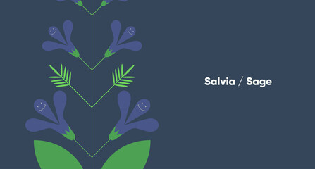Salvia. Flower. Simple vector illustration. Funny plant. Background image for banner, greeting card, invitation, decoration.