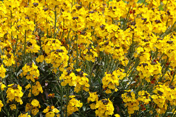 Close up of yellow wallflower, Cheiranthus cheiri, in full bloom in the spring sunshine.