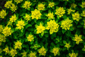 Euphorbia plant with morning dew in the garden. Selective focus.