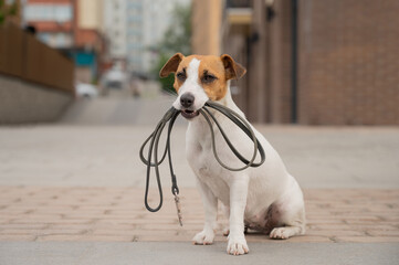 Lonely abandoned Jack Russell Terrier holds a leash in his mouth. Dog lost in the outdoors