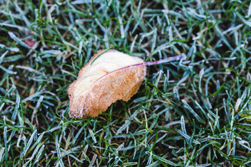 frosted leaf and close-up of winter morning frost on green grass shallow depth of field