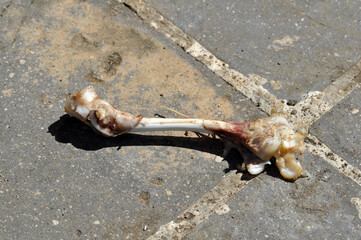 Naklejka premium Chicken thigh bones that are thrown out of the house