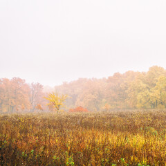 Morning autumn fog over a dry yellow meadow and forest in a fog. Autumn landscape with fog