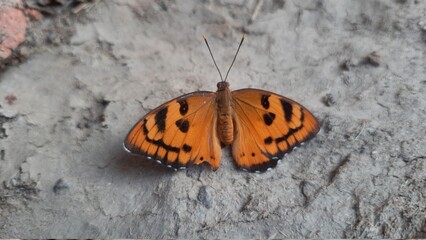 Orange-black colored butterfly on the ground