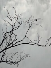 Birds on tree brunches under a cloudy sky.