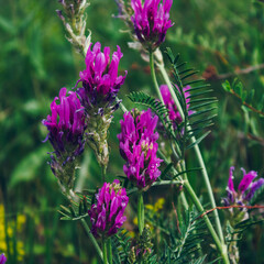 Astragalus onobrychis. Blossoming Astragalus onobrychis. Meadow plants. Wild plant. Honey plant.