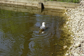 Seagull swimming in brown water pond on a summer sunny day. Small stones on the right. Kadriorg park, Tallinn, Estonia