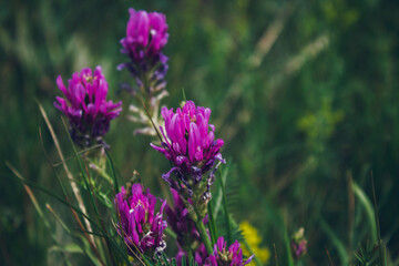 Blossoming Astragalus onobrychis. Herbaceous plant. Meadow plants.