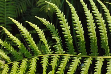 Fragment of a carved green fern leaf