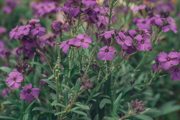 Geranium maderense, 
little purple flowers in the park in summer