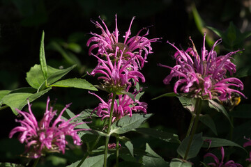 Purple flowers of Monarda fistulosa 'Kardinal' on a black blurry background.