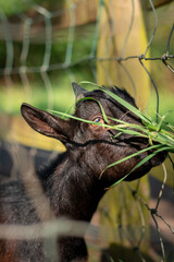 Black kid Goat Eating Grass