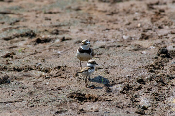 Young Charadrius dubius walk on Volga river ground
Young little ringed plover in summer scene, Russia, Volgograd.