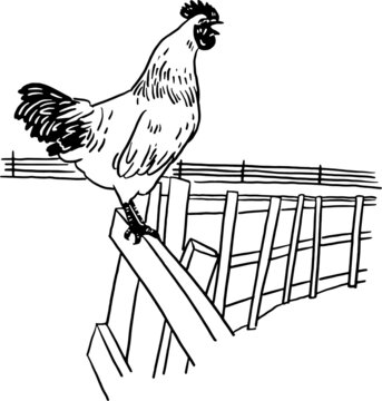 rooster crowing on fence clip art preview