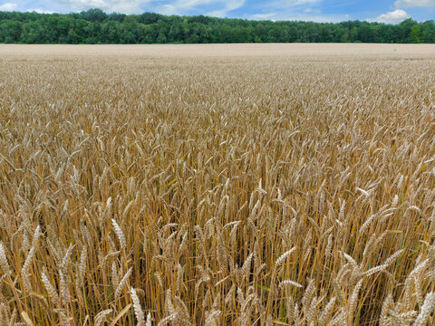 Champs de blé au mois de juillet - Agriculture