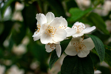 Blossom branch close up of beautiful white jasmine flowers with green leaves and copy space. Nature plant perfume aromatherapy and tea concept