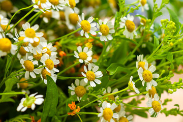 Flowers. Field daisies close up. Floral background. Summer background.