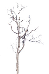 dry trees isolated on a white background