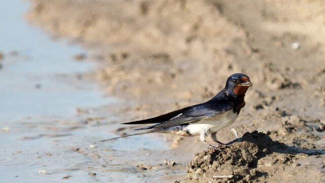 Barn Swallow collecting clay and mud for nest, Hirundo rustica