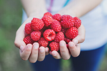 Girl picking raspberries and showing in hands