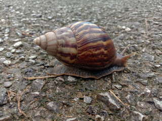 snail on the road
