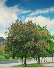 Naklejka premium big green tree with red flowers against blue sky