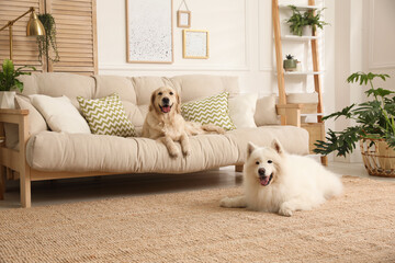 Adorable dogs resting in modern living room